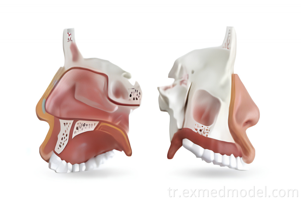 İnsan burun boşluk yapısı modeli Human Nasal Cavity Structure Model